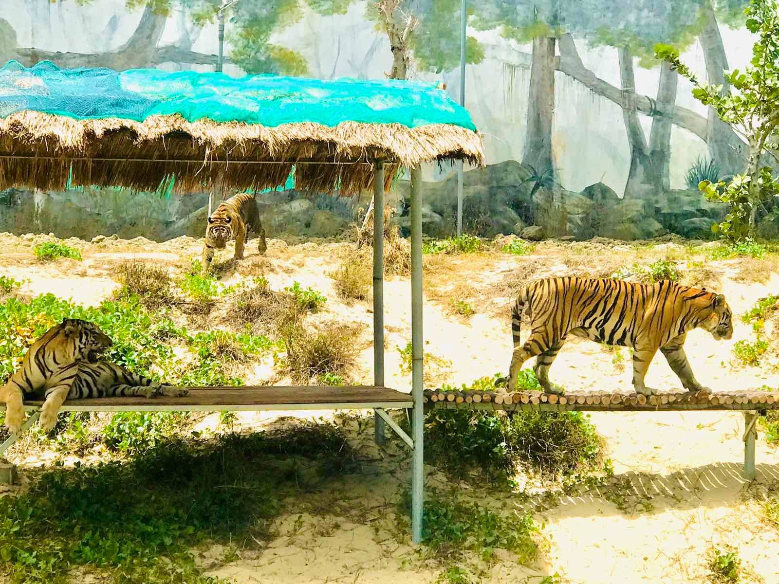 FLC Zoo Safari Park Quy Nhon6