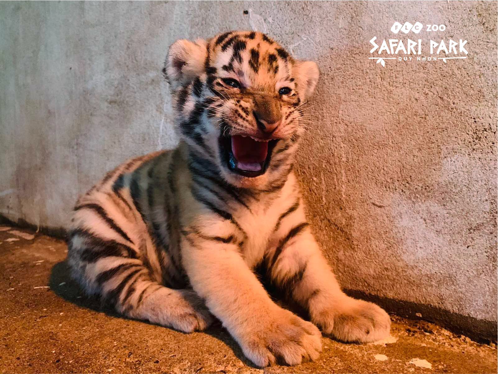 Zoo Safari Park Quy Nhơn 1 Zoo Safari Park Quy Nhơn