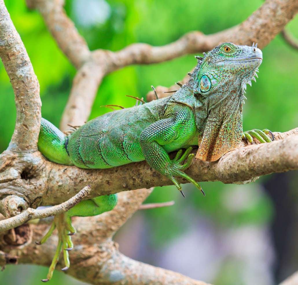 Zoo Safari Park Quy Nhơn 2 Zoo Safari Park Quy Nhơn