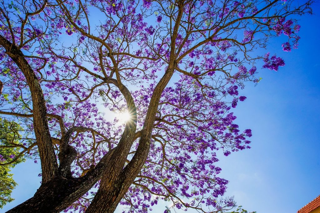 Hoa Phượng Tím Đà Lạt