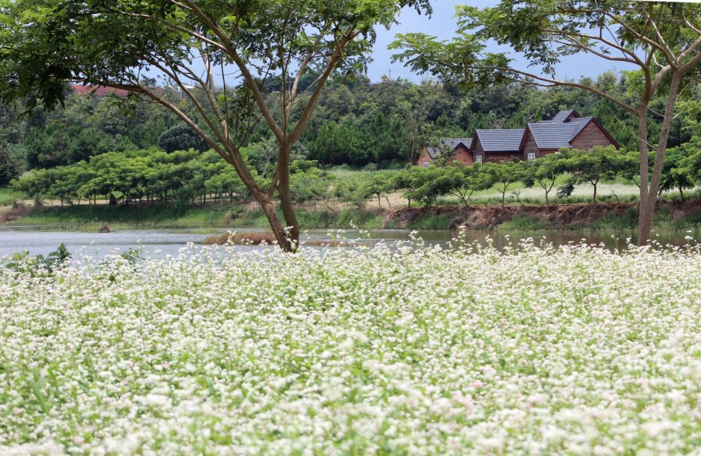 Hoa Tam Giác Mạch