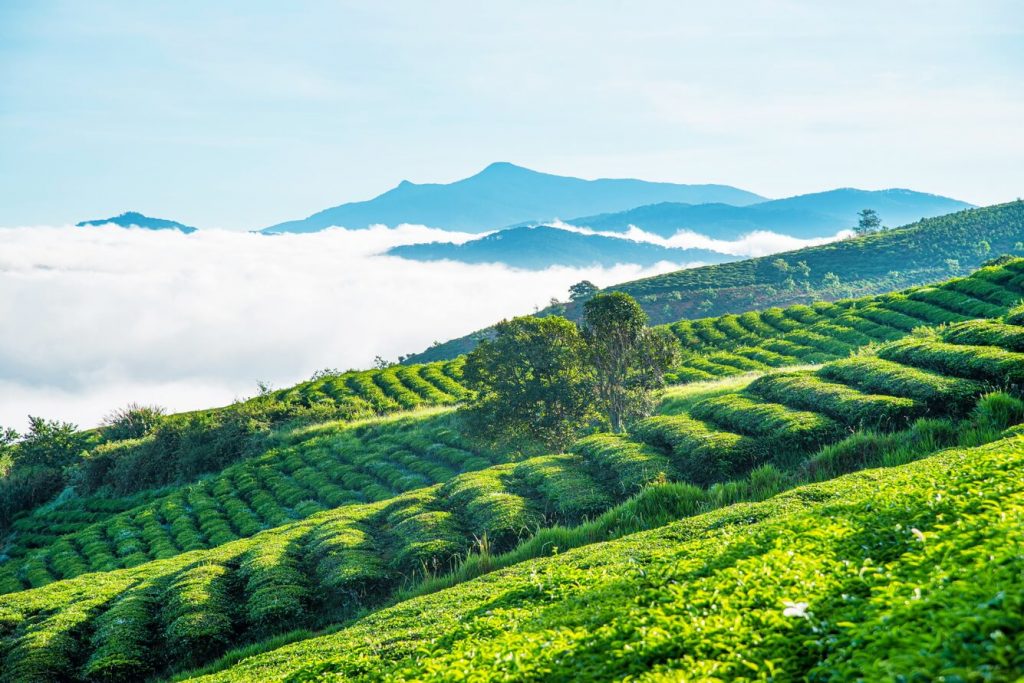 ghé thăm Cầu Đất Đà Lạt