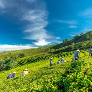 Đến thăm thành phố sương mù với tour Đà Lạt 1 ngày giá rẻ