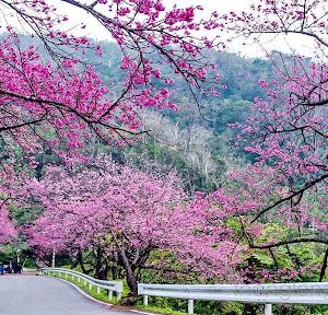 Thưởng thức mùa Hoa Mai Anh Đào mùa xuân với tour du lịch Đà Lạt