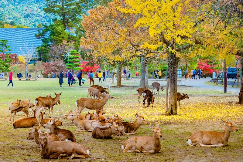 NAGOYA - OSAKA – KYOTO – PHÚ SĨ – TOKYO 2 cong vien