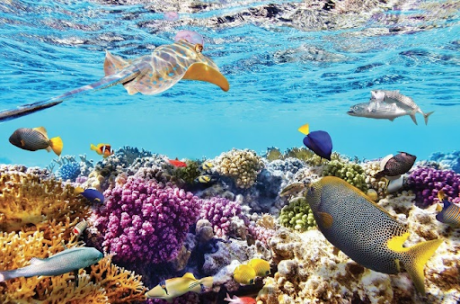 Tour Phú Yên Quy Nhơn Kỳ Co 1 ngày